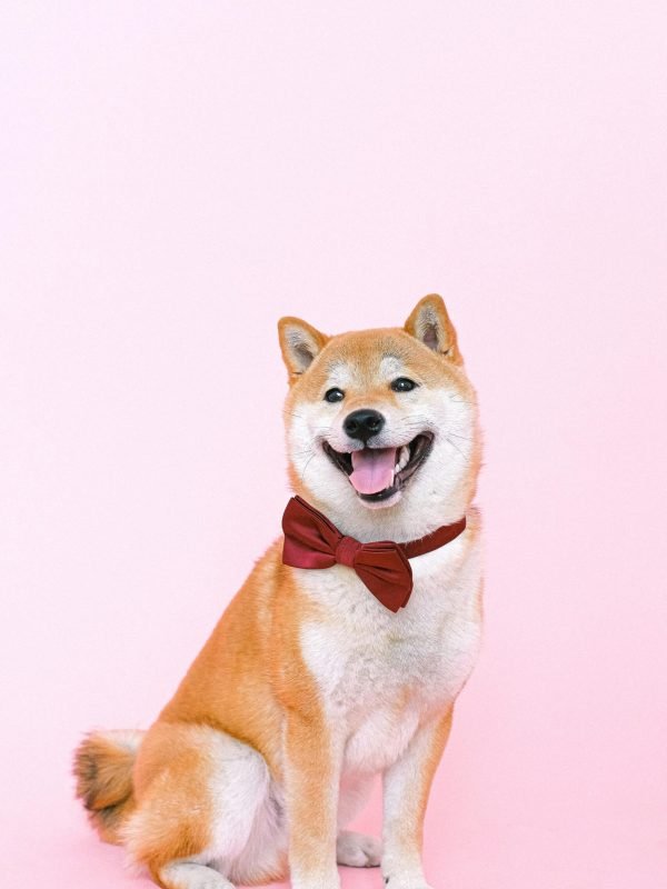 pexels-shvetsa-4588000